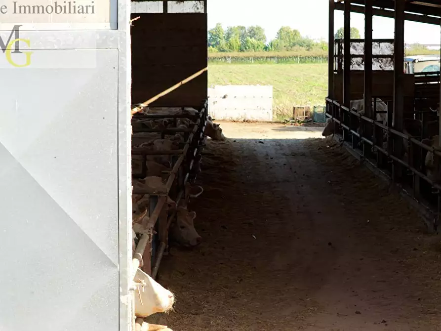 Immagine 12 di Terreno agricolo in vendita  a Albaredo D'adige