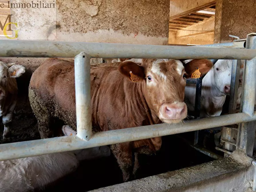 Immagine 6 di Terreno agricolo in vendita  a Albaredo D'adige