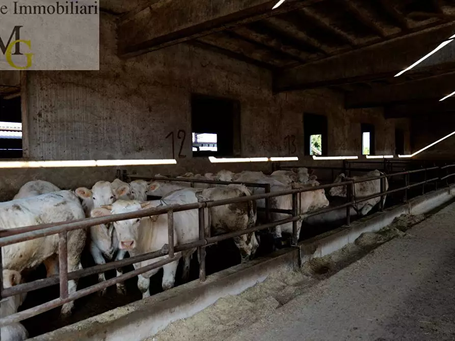 Immagine 11 di Terreno agricolo in vendita  a Albaredo D'adige