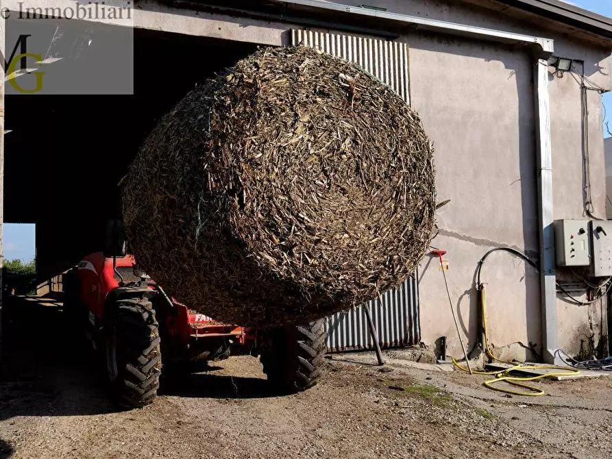 Immagine 10 di Terreno agricolo in vendita  a Albaredo D'adige