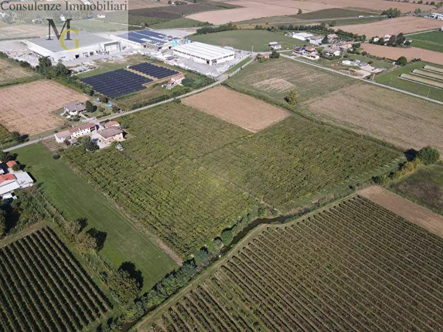 Immagine 4 di Terreno agricolo in vendita  a Cologna Veneta