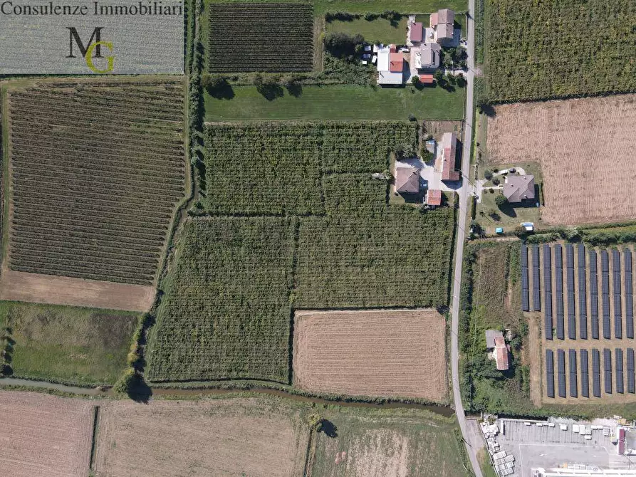 Immagine 5 di Terreno agricolo in vendita  a Cologna Veneta