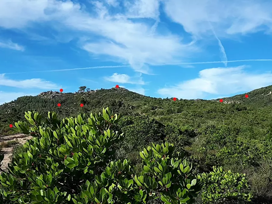 Immagine 15 di Terreno agricolo in vendita  in Loc. Sualza a Tempio Pausania