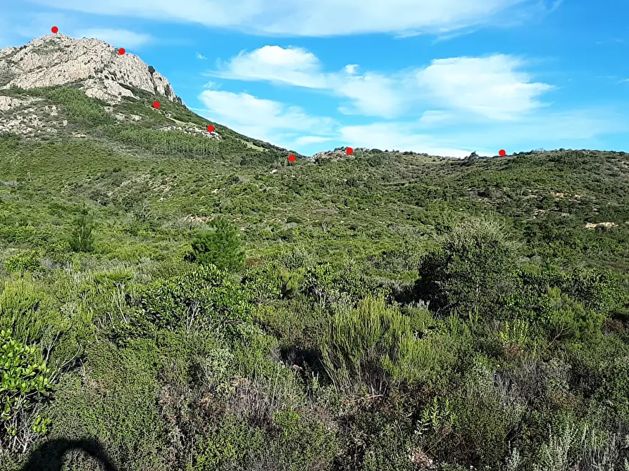 Immagine 16 di Terreno agricolo in vendita  in Loc. Sualza a Tempio Pausania