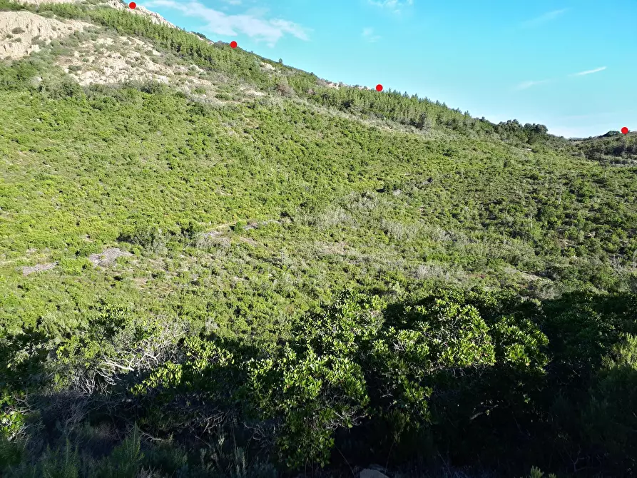 Immagine 18 di Terreno agricolo in vendita  in Loc. Sualza a Tempio Pausania