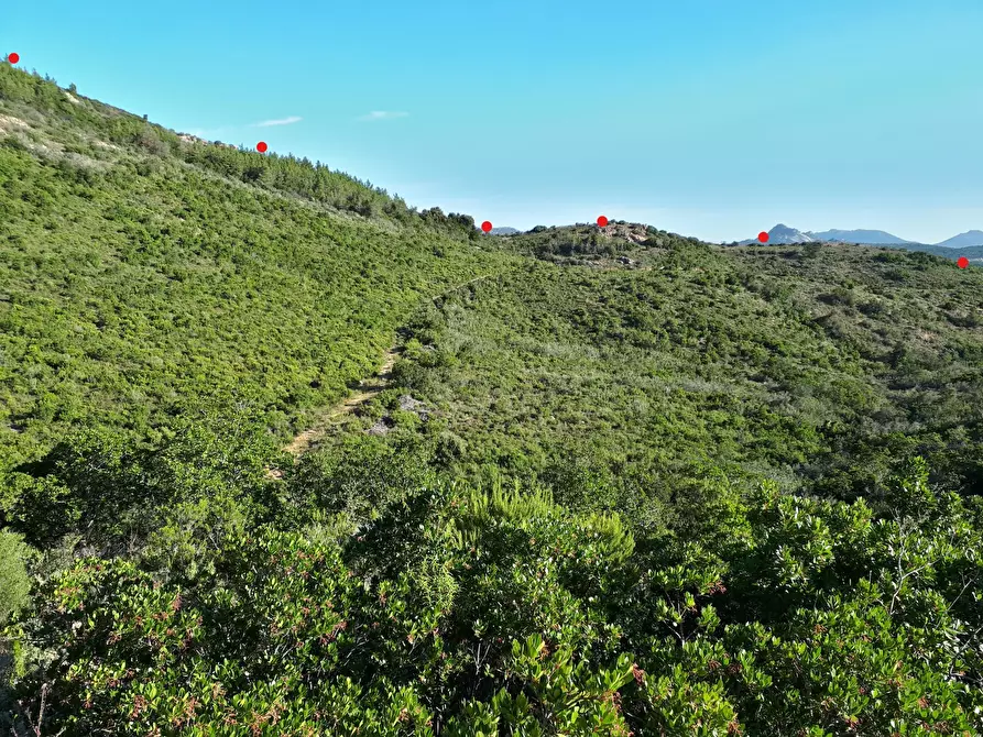 Immagine 20 di Terreno agricolo in vendita  in Loc. Sualza a Tempio Pausania