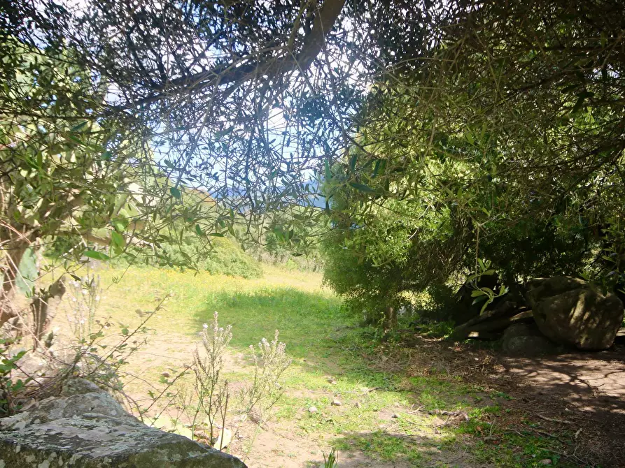 Immagine 10 di Terreno agricolo in vendita  in strada statale a Aggius