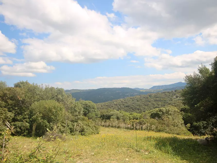 Immagine 4 di Terreno agricolo in vendita  in strada statale a Aggius