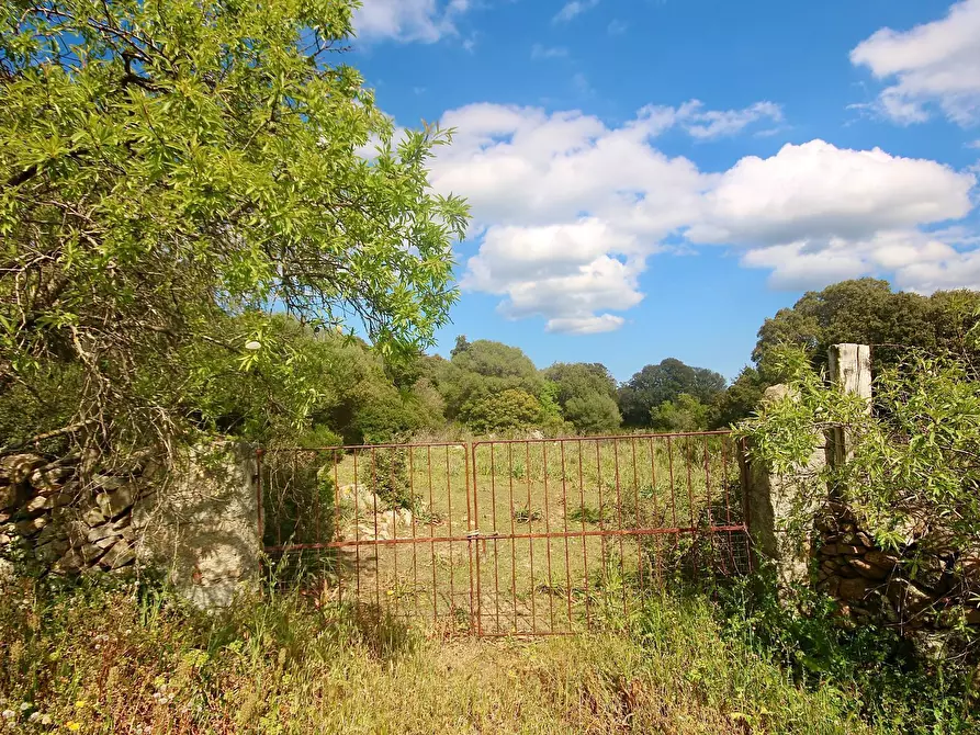 Immagine 8 di Terreno agricolo in vendita  in strada statale a Aggius