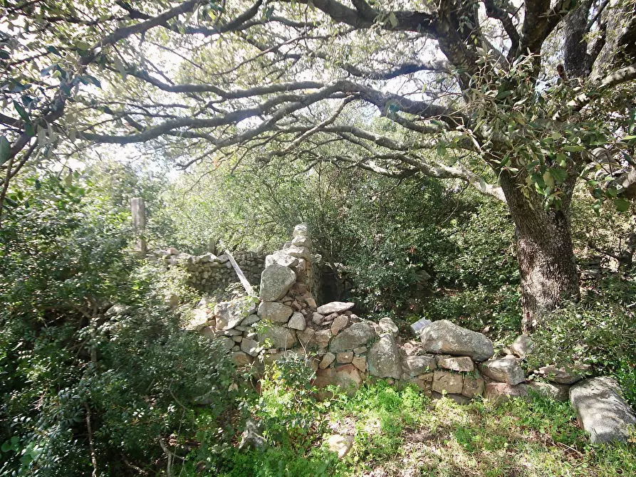 Immagine 11 di Terreno agricolo in vendita  in strada statale a Aggius