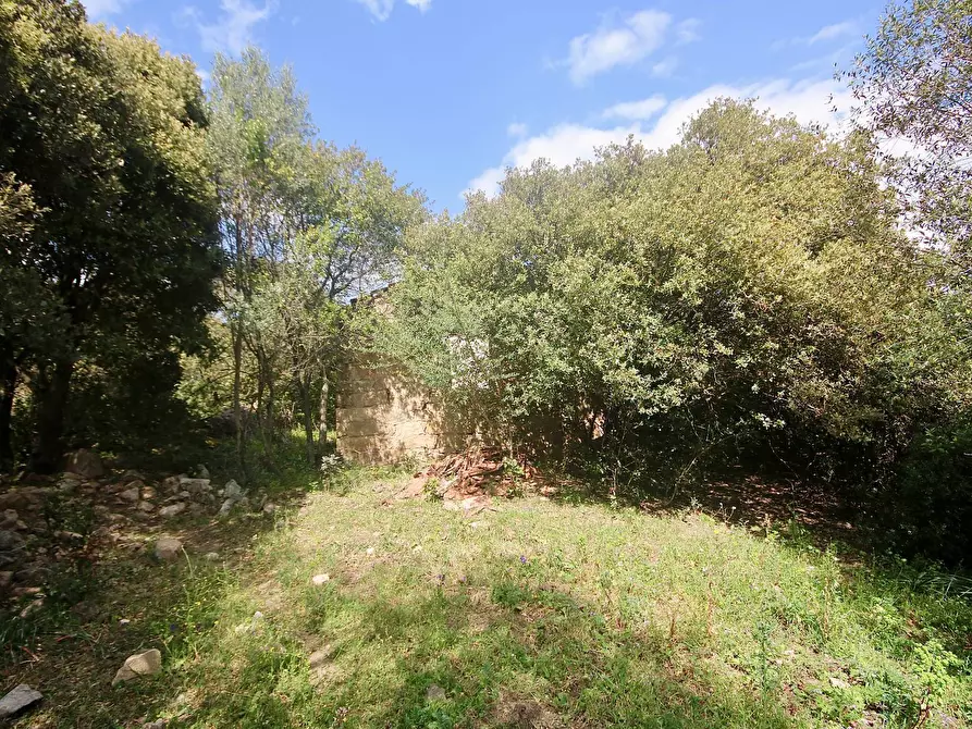 Immagine 12 di Terreno agricolo in vendita  in strada statale a Aggius