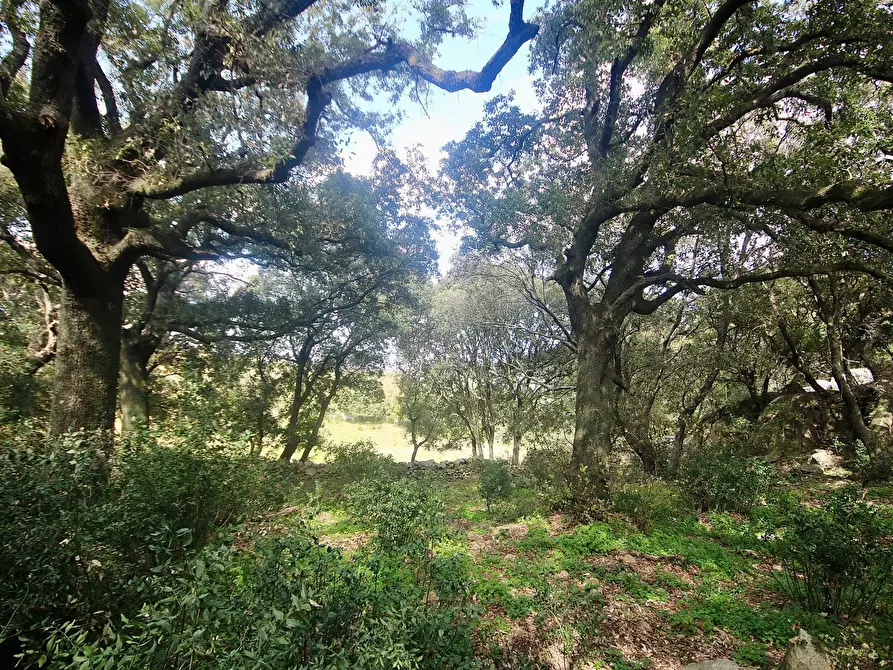 Immagine 13 di Terreno agricolo in vendita  in strada statale a Aggius