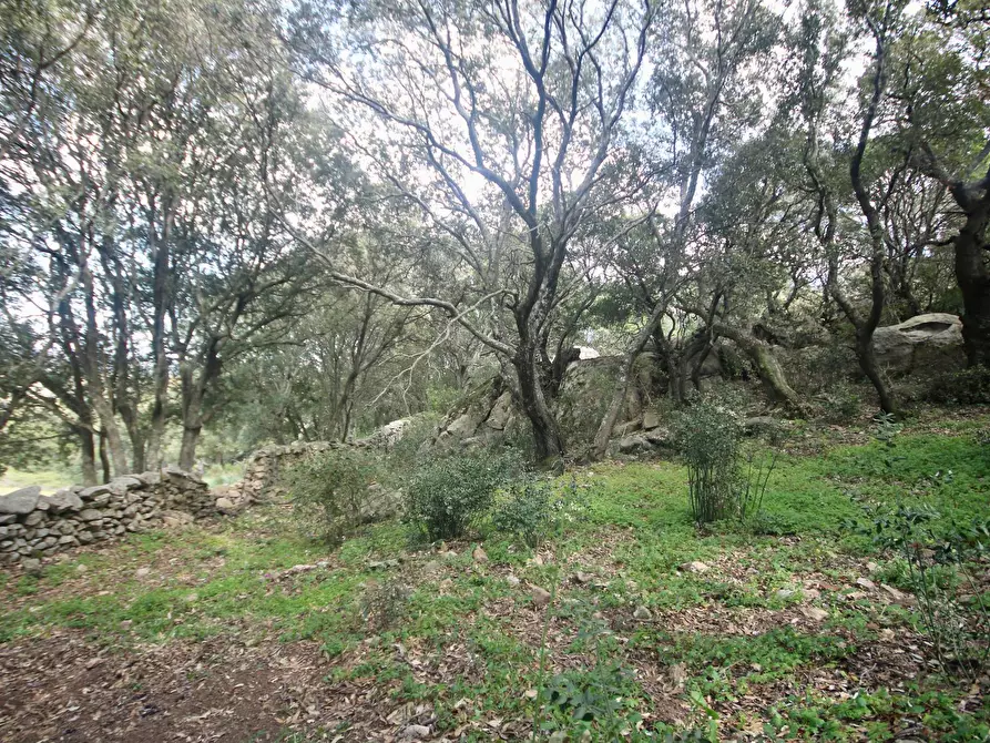 Immagine 14 di Terreno agricolo in vendita  in strada statale a Aggius