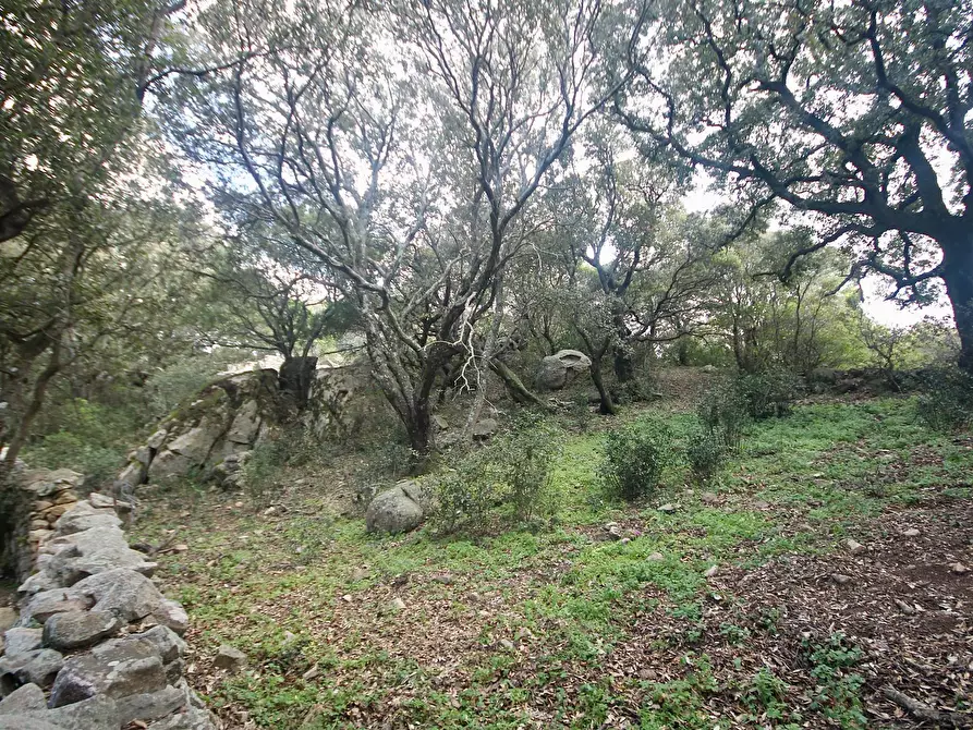 Immagine 16 di Terreno agricolo in vendita  in strada statale a Aggius