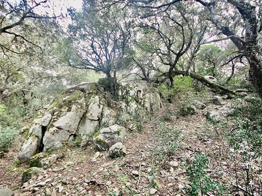 Immagine 17 di Terreno agricolo in vendita  in strada statale a Aggius