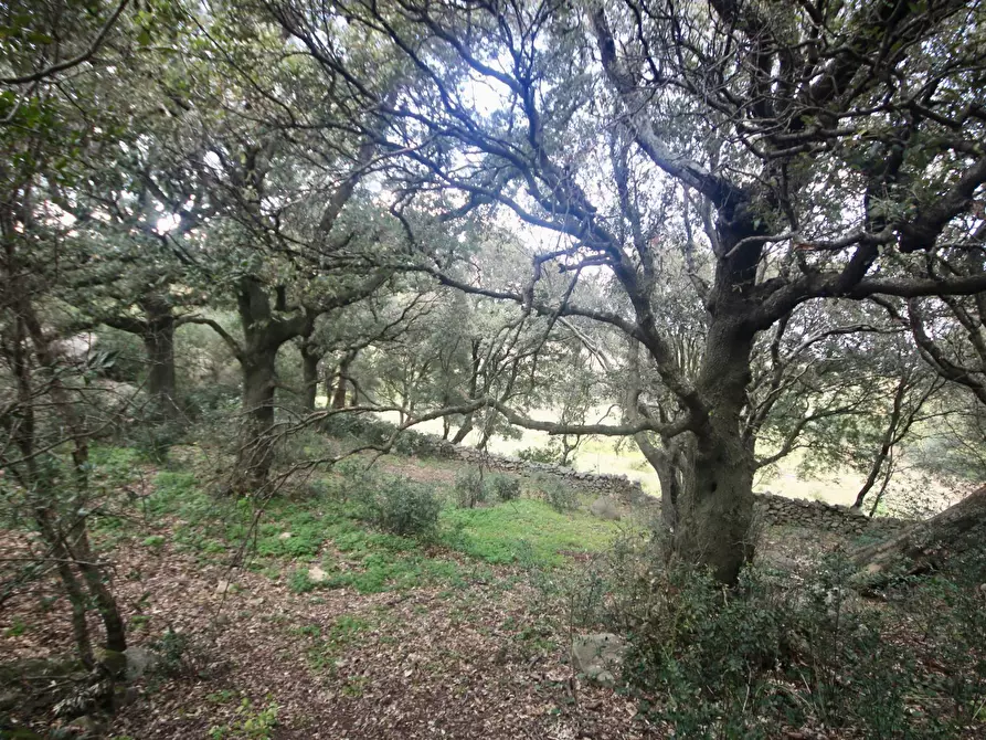 Immagine 18 di Terreno agricolo in vendita  in strada statale a Aggius