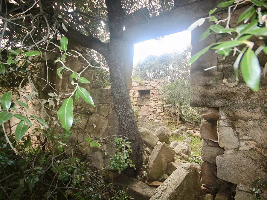 Immagine 6 di Terreno agricolo in vendita  in strada statale a Aggius