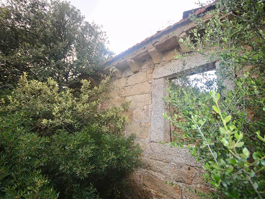 Immagine 5 di Terreno agricolo in vendita  in strada statale a Aggius