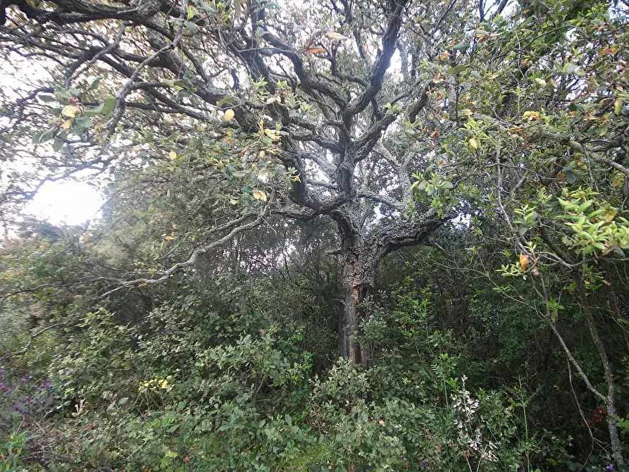 Immagine 26 di Terreno agricolo in vendita  in strada statale a Aggius