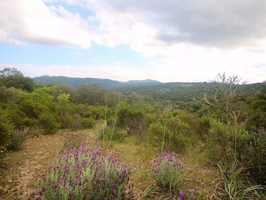 Immagine 28 di Terreno agricolo in vendita  in strada statale a Aggius