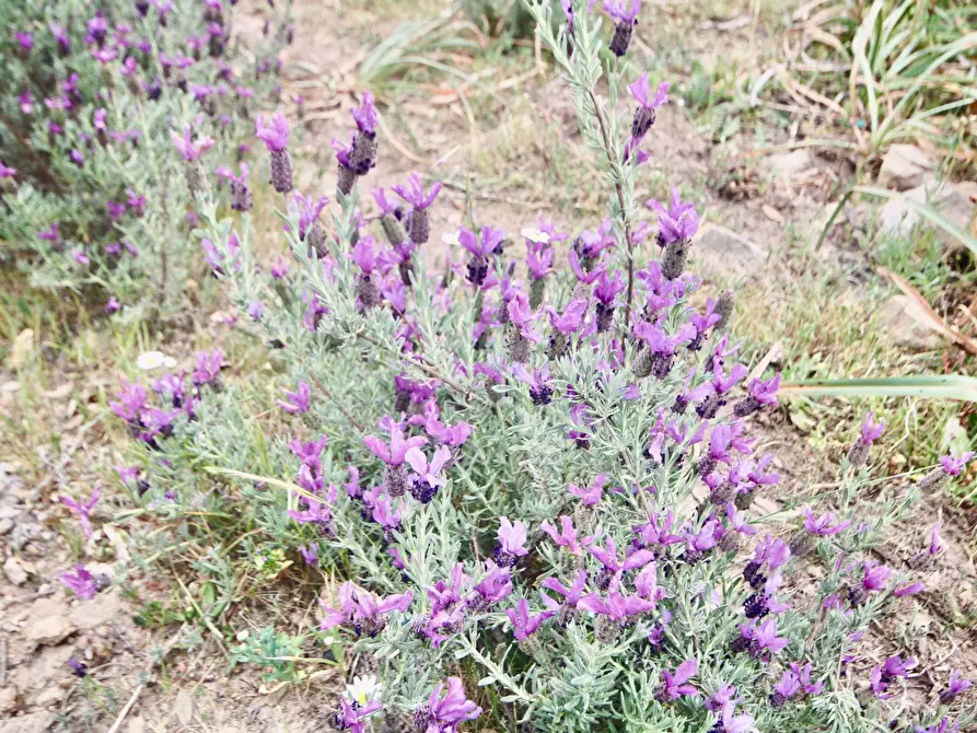 Immagine 29 di Terreno agricolo in vendita  in strada statale a Aggius