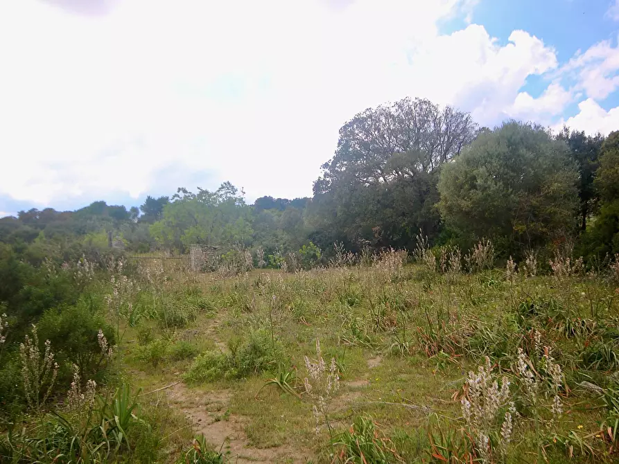 Immagine 30 di Terreno agricolo in vendita  in strada statale a Aggius