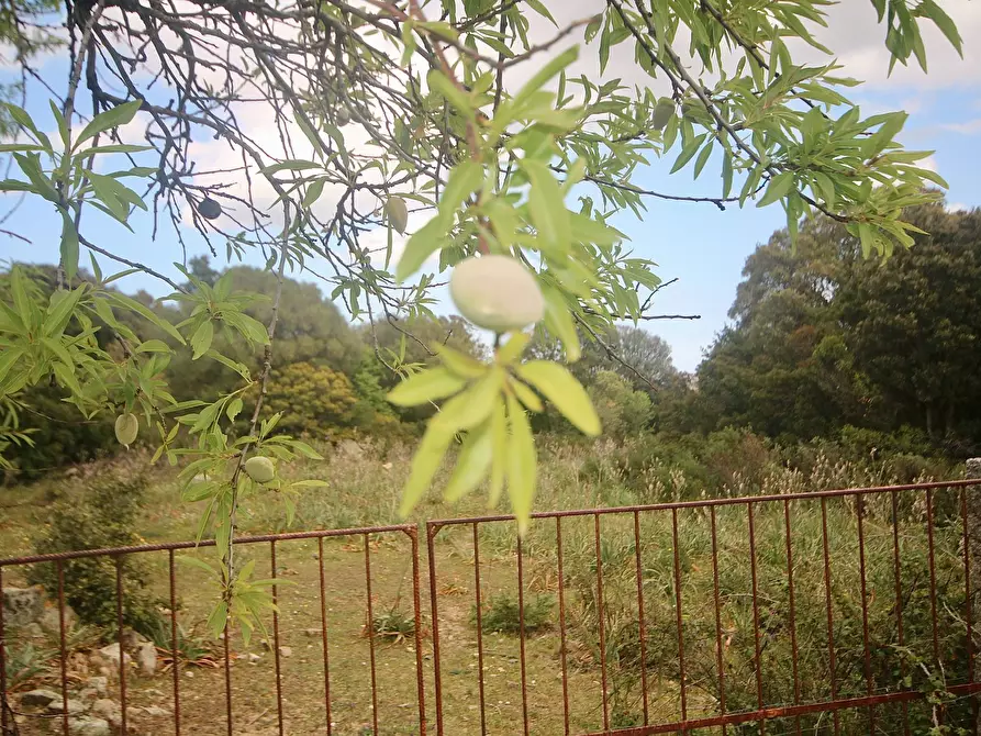 Immagine 32 di Terreno agricolo in vendita  in strada statale a Aggius