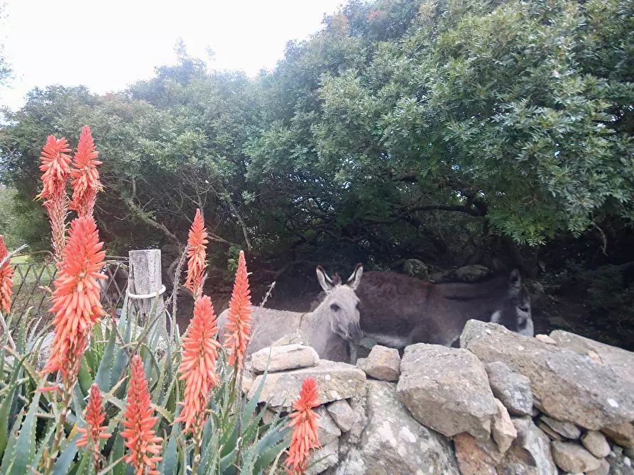 Immagine 9 di Terreno agricolo in vendita  in strada statale a Aggius