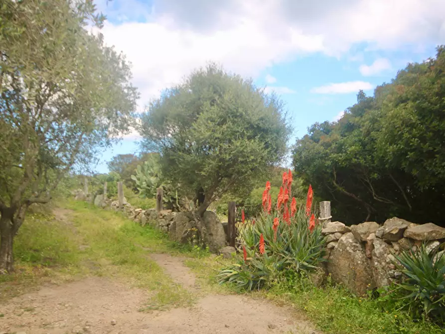 Immagine 25 di Terreno agricolo in vendita  in strada statale a Aggius