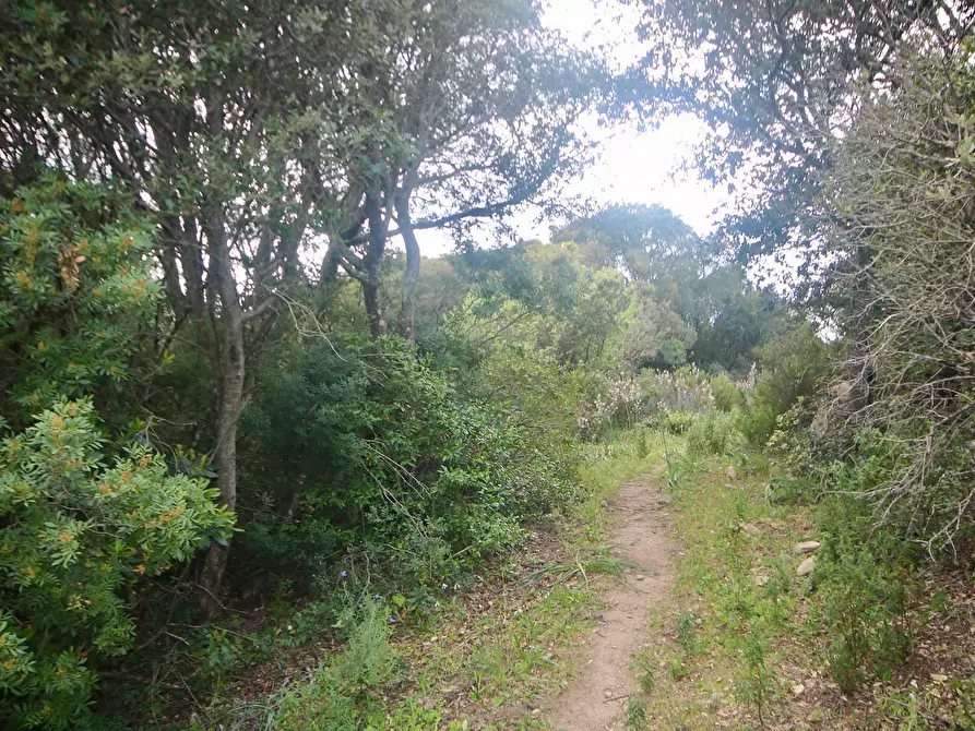 Immagine 32 di Rustico / casale in vendita  in strada statale snc a Aggius