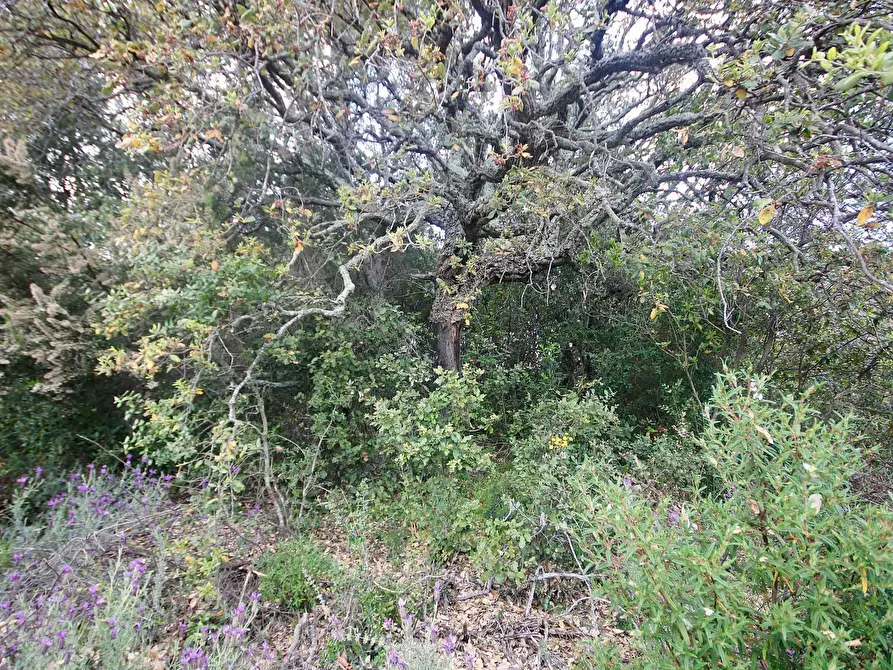 Immagine 34 di Rustico / casale in vendita  in strada statale snc a Aggius