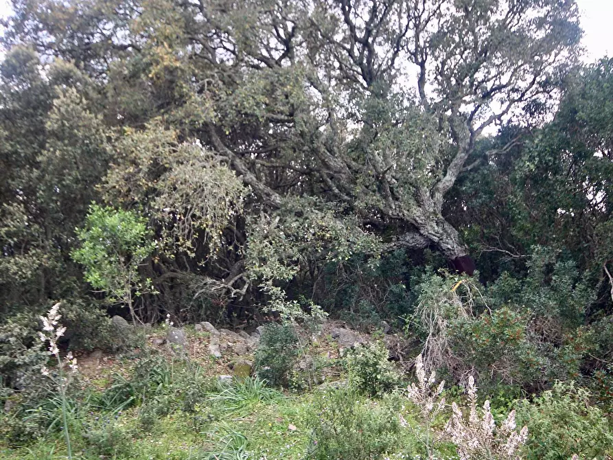 Immagine 39 di Rustico / casale in vendita  in strada statale snc a Aggius
