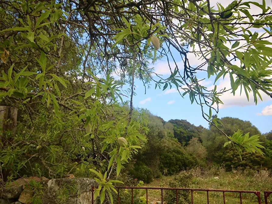 Immagine 40 di Rustico / casale in vendita  in strada statale snc a Aggius