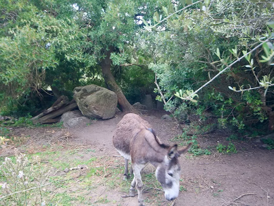 Immagine 43 di Rustico / casale in vendita  in strada statale snc a Aggius