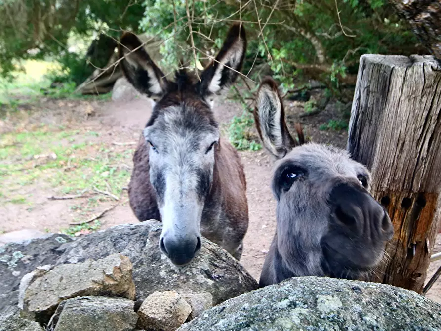 Immagine 31 di Rustico / casale in vendita  in strada statale snc a Aggius