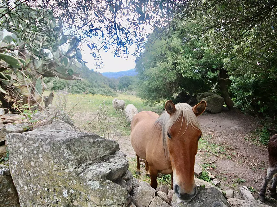 Immagine 44 di Rustico / casale in vendita  in strada statale snc a Aggius