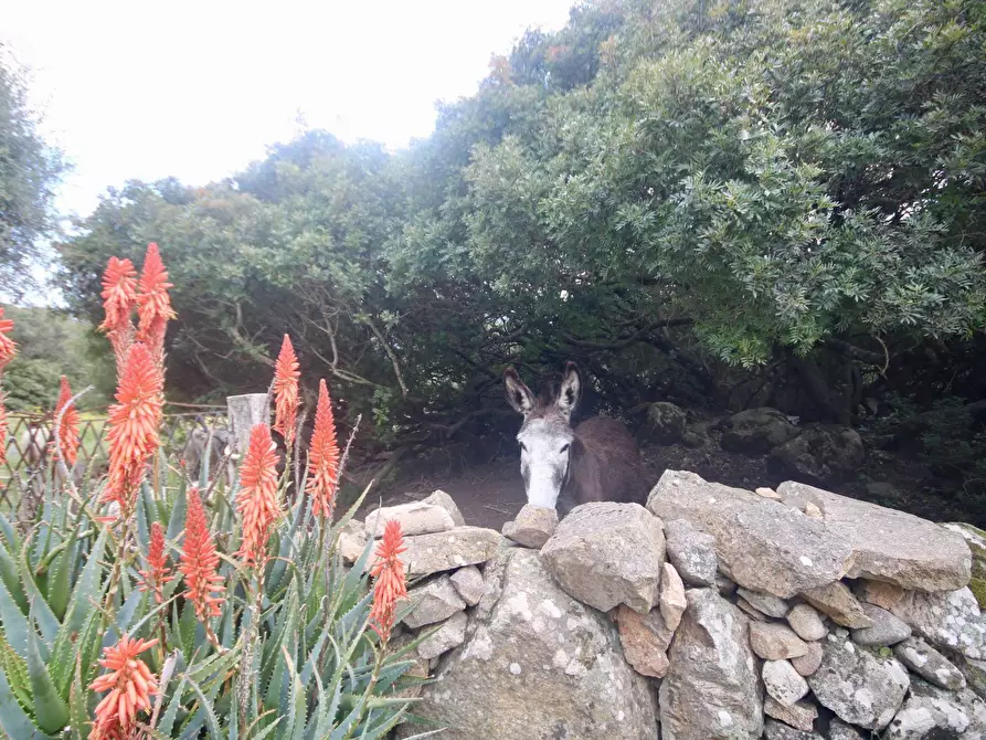 Immagine 45 di Rustico / casale in vendita  in strada statale snc a Aggius