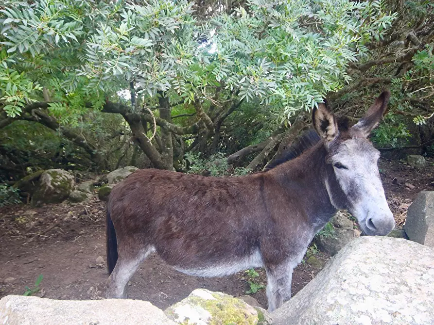 Immagine 46 di Rustico / casale in vendita  in strada statale snc a Aggius