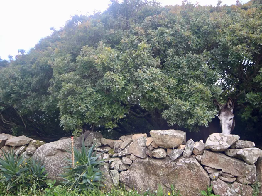 Immagine 48 di Rustico / casale in vendita  in strada statale snc a Aggius