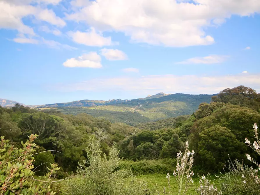 Immagine 50 di Rustico / casale in vendita  in strada statale snc a Aggius