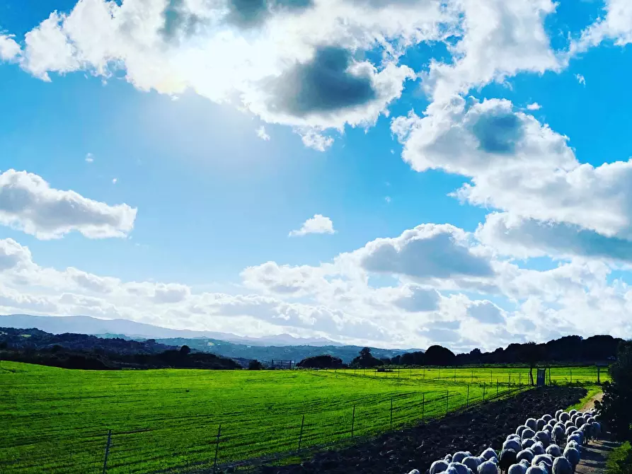 Immagine 6 di Attività commerciale in vendita  in Località Nicola Calta snc a Aggius