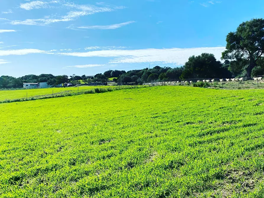 Immagine 1 di Azienda agricola in vendita  in Località Nicola Calta snc a Aggius