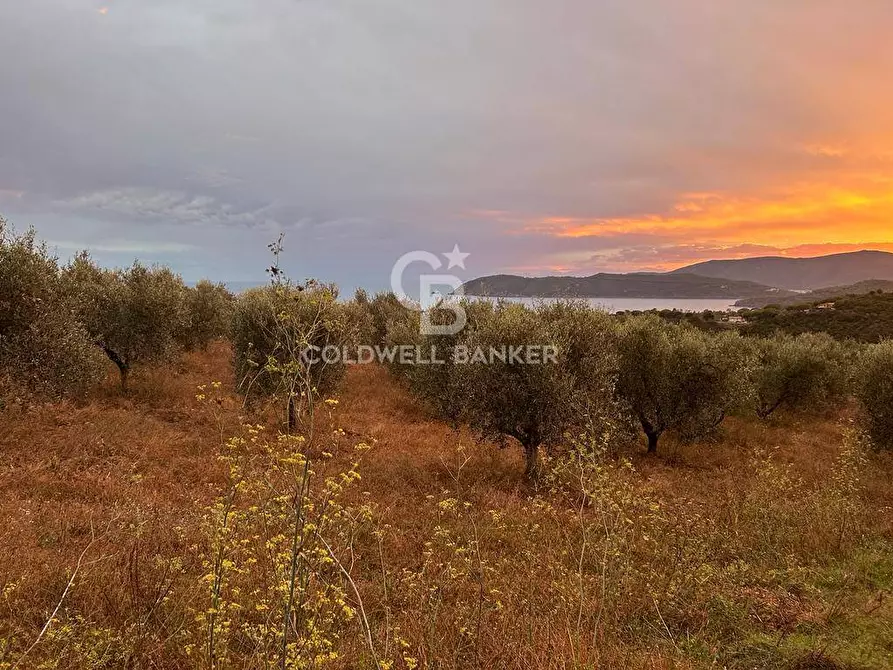 Immagine 4 di Terreno agricolo in vendita  a Porto Azzurro