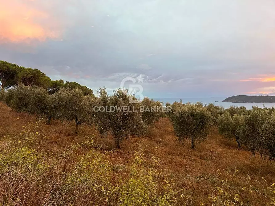 Immagine 8 di Terreno agricolo in vendita  a Porto Azzurro