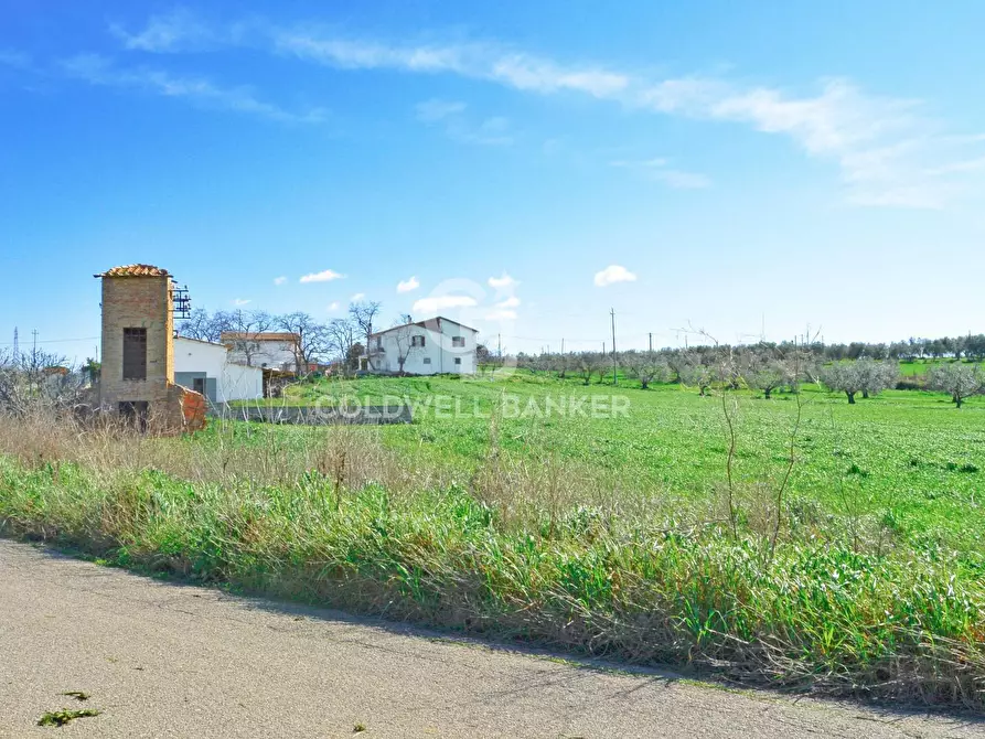 Immagine 6 di Terreno agricolo in vendita  in Località Pantano di Sotto snc a Tarquinia