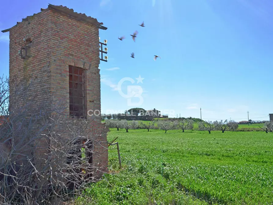 Immagine 8 di Terreno agricolo in vendita  in Località Pantano di Sotto snc a Tarquinia