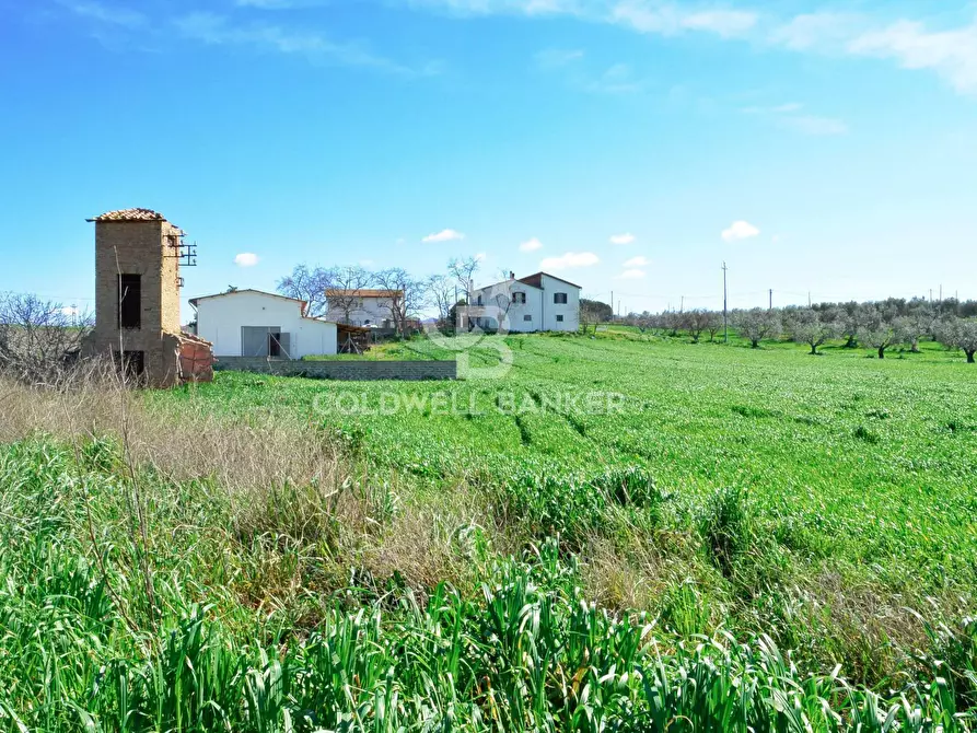 Immagine 10 di Terreno agricolo in vendita  in Località Pantano di Sotto snc a Tarquinia