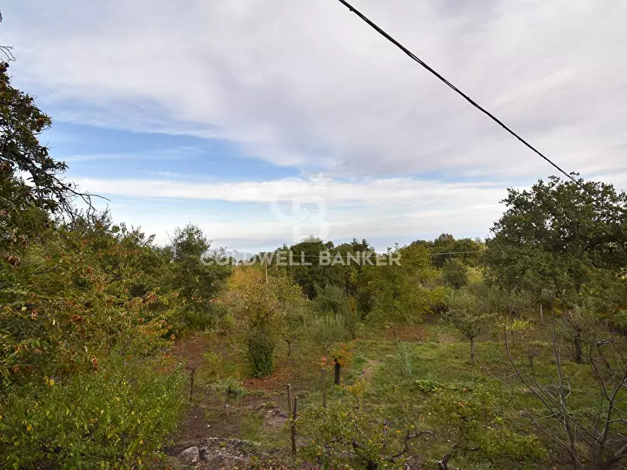 Immagine 1 di Terreno agricolo in vendita  in Provinciale Fornazzo Linguaglossa a Piedimonte Etneo