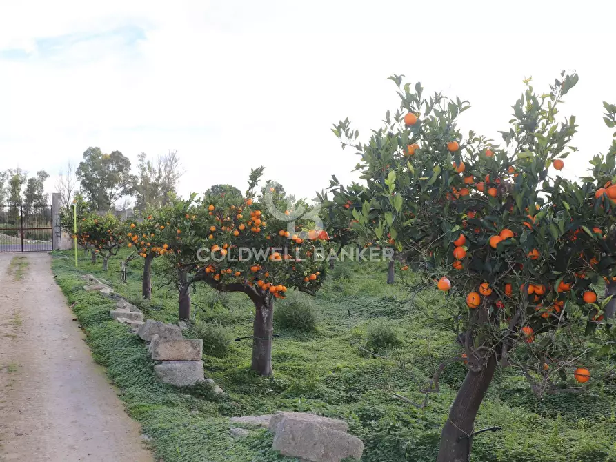 Immagine 1 di Terreno agricolo in vendita  in contrada Scalpello a Lentini