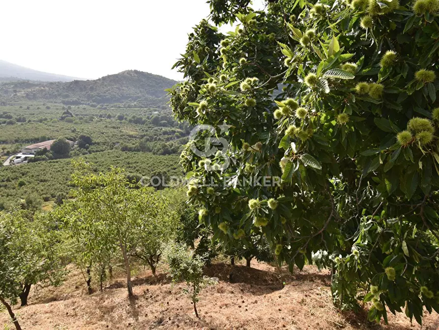 Immagine 1 di Terreno agricolo in vendita  in contrada Timpa Sambuchitto Brunitta a Linguaglossa